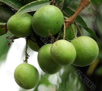 Mangoes Mangoes