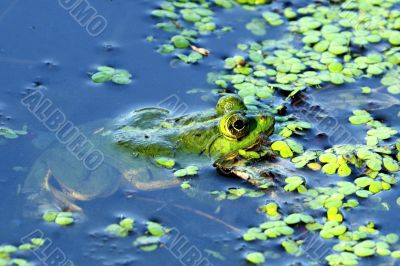 Green Frog Green Frog