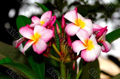 Frangipani Flower