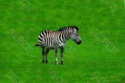 Zebra