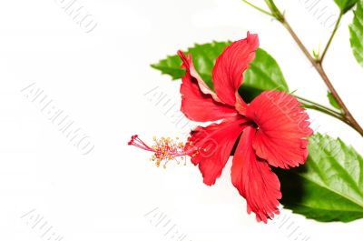 Hibiscus Hibiscus