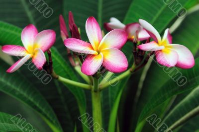 Frangipani