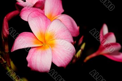 Tropical Flower Tropical Flower