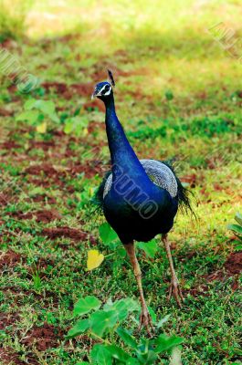 Peacock Peacock