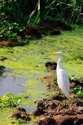 Egret