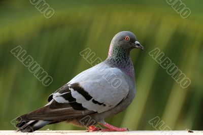 Pigeon