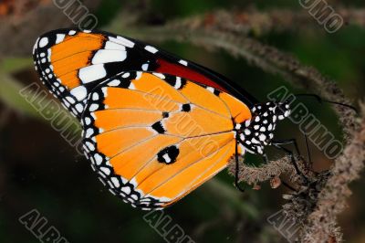 Monarch Monarch