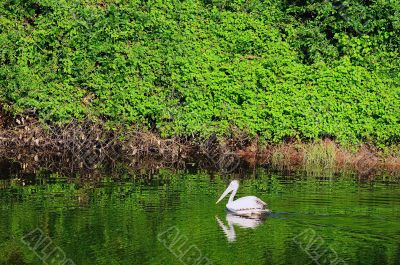 Pelican Pelican