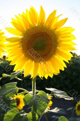 sunflower