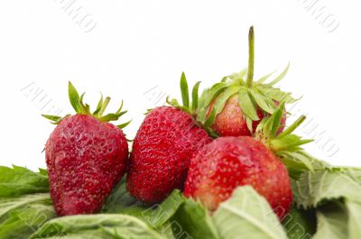 Strawberry on white