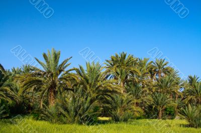 palm grove in Morocco