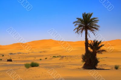 palm tree on Sahara desert (Erg Chebbi, Morocco)