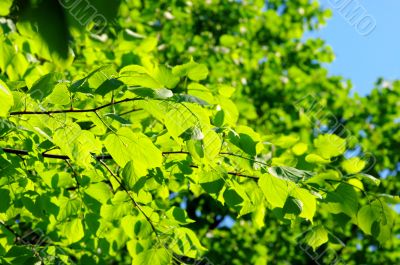 green leaves, shallow focus, leaves of lime