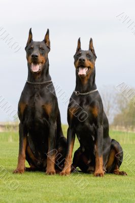 two dobermans