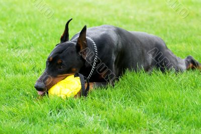 doberman playing with yellow ball