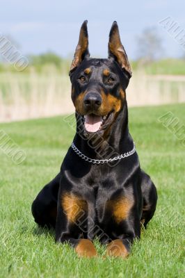 portrait of black dobermann