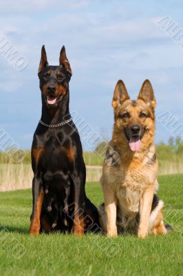 black doberman and german sheep-dog