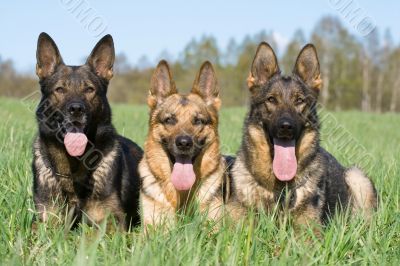 three German sheep-dogs