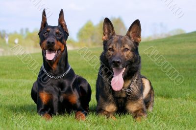 black doberman and german sheep-dog