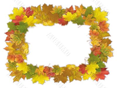 Maple leaves