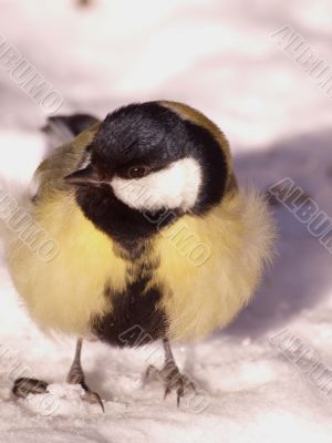 Titmouse and a nut