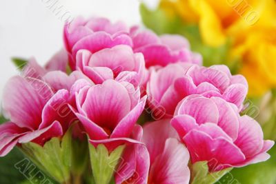 Spring flowers Spring flowers