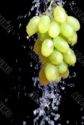 Bunch of grape with water
