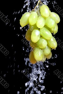 Bunch of grape with water Bunch of grape with water