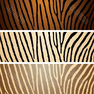zebra variation