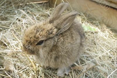 small rabbit