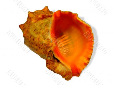 Shell Rapa whelk