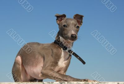 puppy purebred italian greyhound