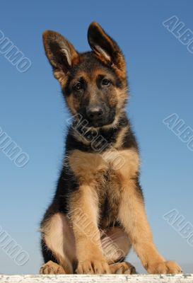 puppy german shepherd