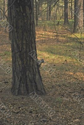 squirrel on stem of the pine