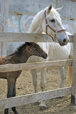 mare with foal