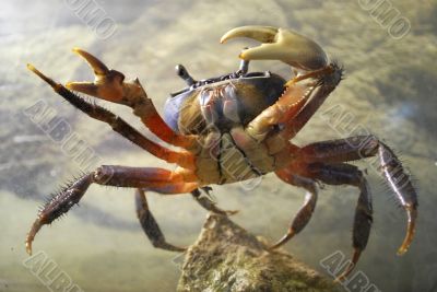 crab