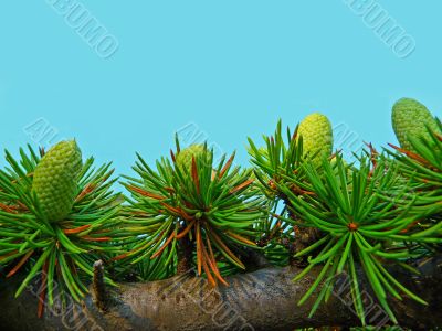 Beautiful green cones on a spruce branch