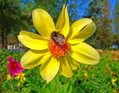 A bumble-bee sits on a flower
