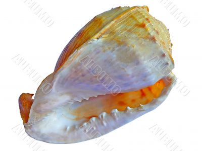 Marine shell