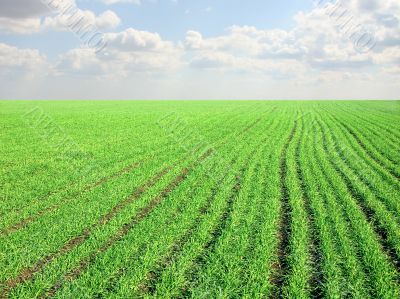 clear blue sky over a green field clear blue sky over a green field