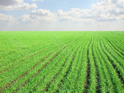 clear blue sky over a green field