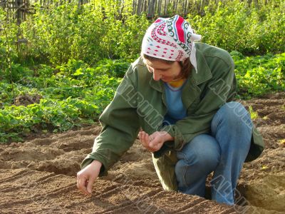 planting