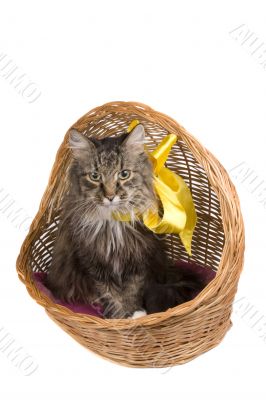 Cat in wicker basket.