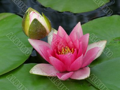 Water lily 1