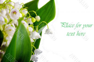 Lily-of-the-valley on the white background