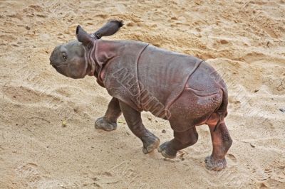 Rhino Baby