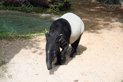 Malayan Tapir