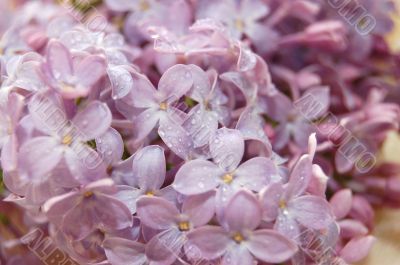 Background of colours of a lilac with water drops