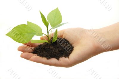 plant in hand on white background