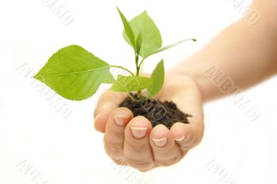 plant in hand on white background